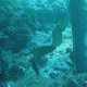 46- Murene javanaise nageant en pleine eau 